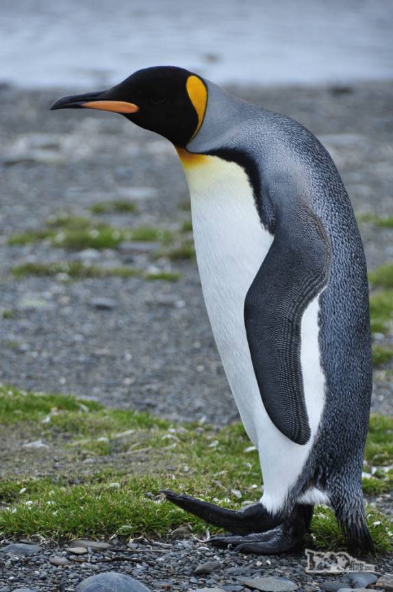 Um pinguim rei em Salisbury Plain, na Geórgia do Sul